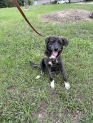 Reunited Female Dog last seen Hwy 138 & Mosley, Stockbridge, GA 30273