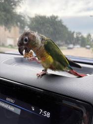 Reunited Female Bird last seen West Little York and Hwy 6, Houston, TX 77084