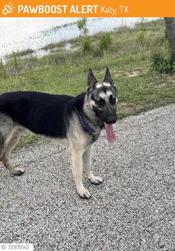 Found/Stray Unknown Dog last seen Walking around the trail, Katy, TX 77493