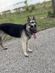 Found/Stray Unknown Dog last seen Walking around the trail, Katy, TX 77493