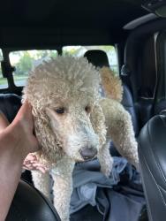 Found/Stray Male Dog last seen ord rd and Buno, Milford Township, MI 48381