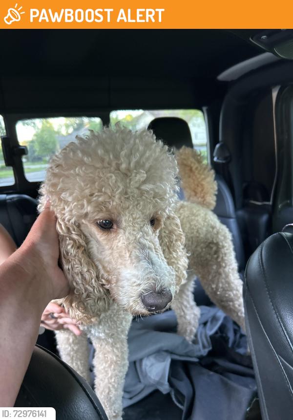 Found/Stray Male Dog last seen ord rd and Buno, Milford Township, MI 48381