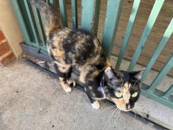 Found/Stray Female Cat last seen Locke Mill, Concord, NC 28025