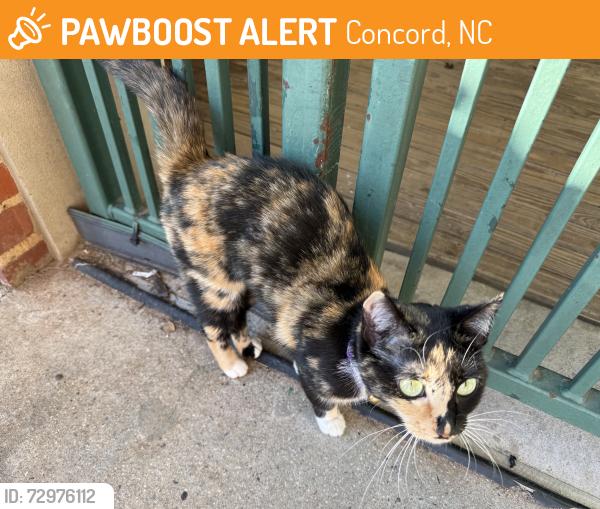 Found/Stray Female Cat last seen Locke Mill, Concord, NC 28025