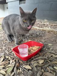 Reunited Unknown Cat last seen Near University Dr, Durham, NC 27707, USA, Durham, NC 27707