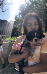 Reunited Female Dog last seen Trinity and 36th , Los Angeles, CA 90011