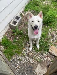 Lost Male Dog last seen Last seen near county line rd and 9th st, Roeland Park, KS, Kansas City, KS 66103