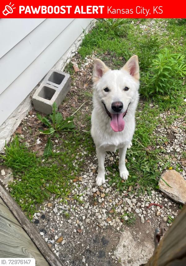 Lost Male Dog last seen Last seen near county line rd and 9th st, Roeland Park, KS, Kansas City, KS 66103
