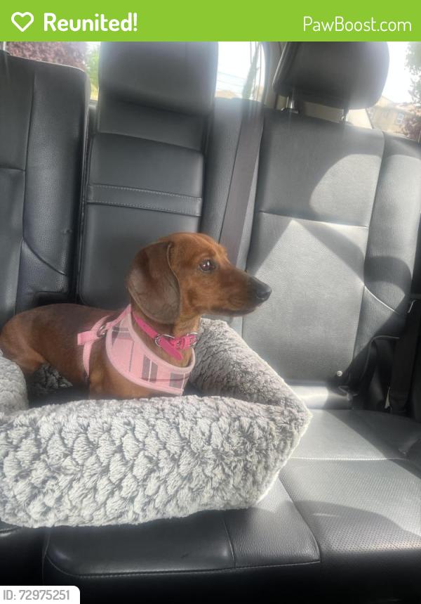 Reunited Female Dog last seen East Bidwell and Broadstone, Folsom, CA 95630
