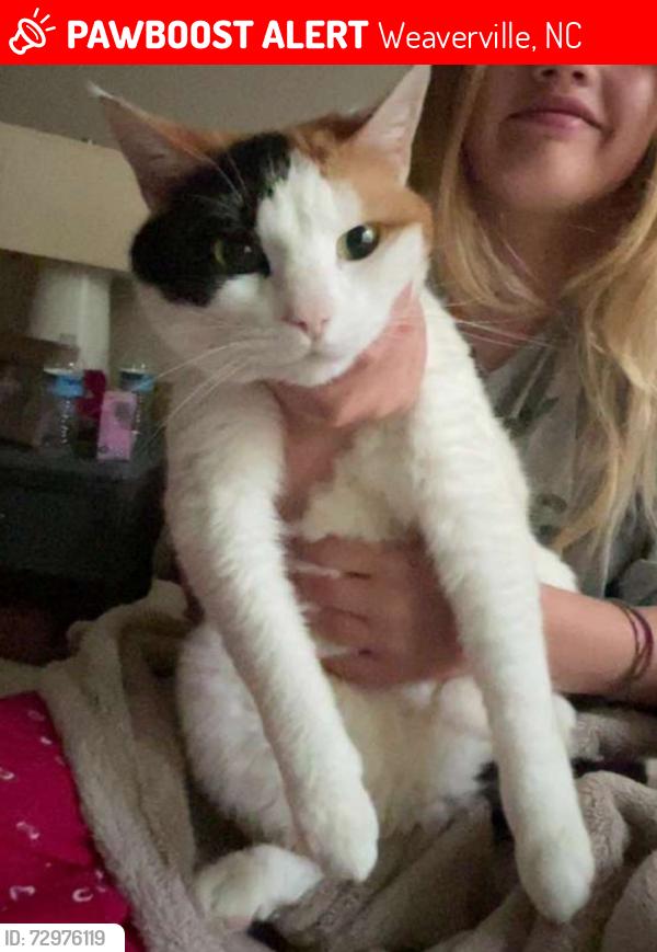 Lost Female Cat last seen Creekside apmts, Weaverville, NC 28787