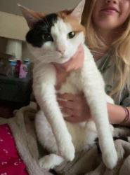Lost Female Cat last seen Creekside apmts, Weaverville, NC 28787
