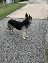 Found/Stray Unknown Dog last seen Trail, Katy, TX 77493