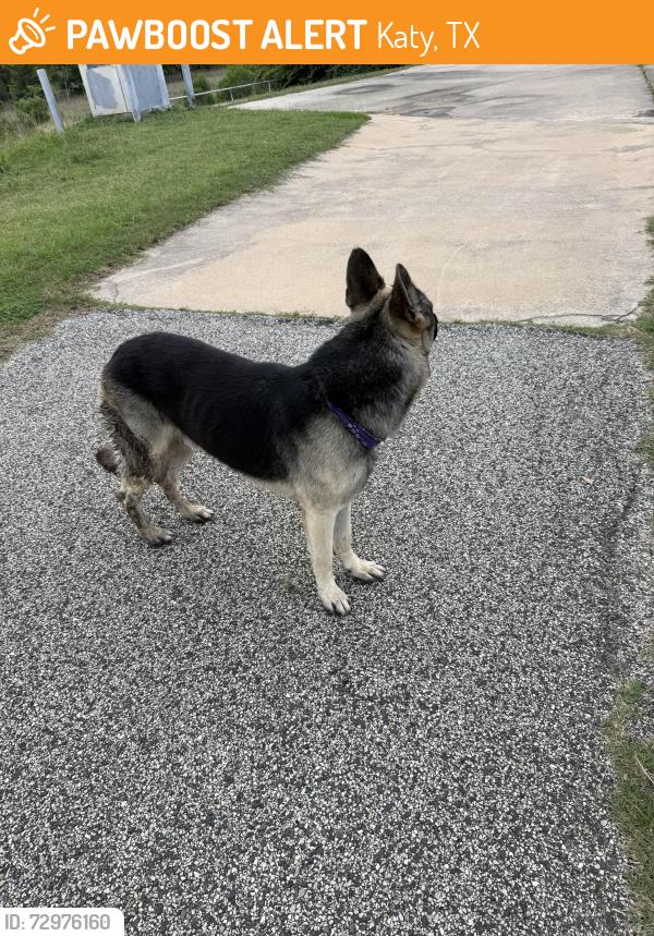 Found/Stray Unknown Dog last seen Trail, Katy, TX 77493