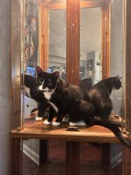 Reunited Male Cat last seen Campus court apmts , Lexington, KY 40504