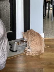 Reunited Male Cat last seen Old colony Road, Anderson, SC 29621