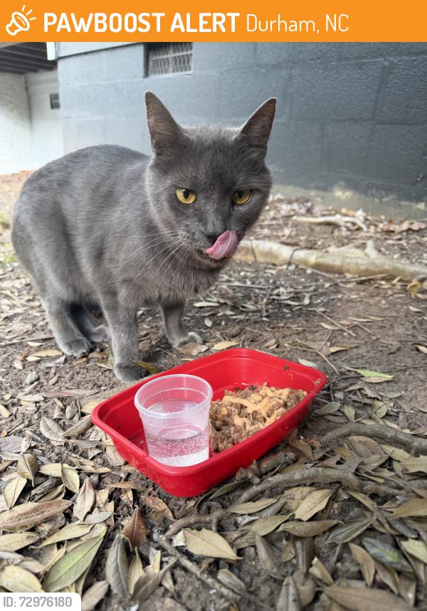 Found/Stray Unknown Cat last seen Bailey aparments, Durham, NC 27707