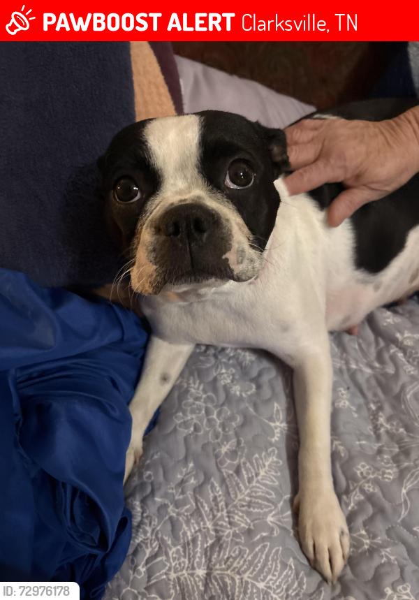 Lost Female Dog last seen Hazelwood, Clarksville, TN 37042
