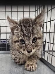 Shelter Stray Male Cat last seen Near BLOCK RIVERSIDE DR, CORAL SPRINGS FL 33065, Davie, FL 33312