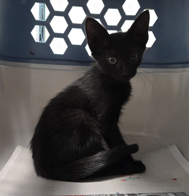 Shelter Stray Male Cat last seen Near BLOCK N FEDRAL HWY FORT LAUDERDALE FL 33305, Davie, FL 33312