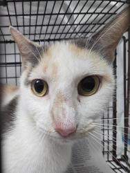 Shelter Stray Female Cat last seen Near BLOCK NE 13 CT, FORT LAUDERDALE FL 33304, Davie, FL 33312