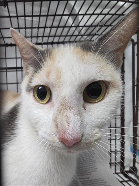 Shelter Stray Female Cat last seen Near BLOCK NE 13 CT, FORT LAUDERDALE FL 33304, Davie, FL 33312