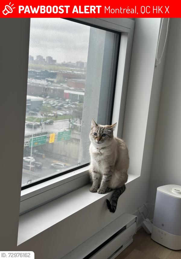 Lost Female Cat last seen Near Frotenac station, Montréal, QC H2K 1X1