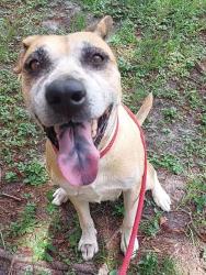 Shelter Stray Female Dog last seen Near BLOCK W HILLSBORO BLVD, DEERFIELD BEACH FL 33441, Davie, FL 33312