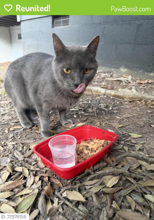 Reunited Unknown Cat last seen Near University Dr, Durham, NC 27707, USA, Durham, NC 27707