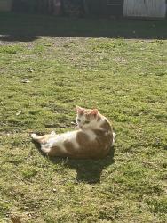 Reunited Female Cat last seen Near Lehigh Ave, Pacoima, CA 91331, USA, Los Angeles, CA 91331