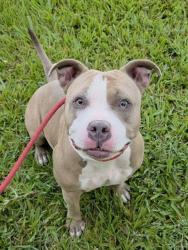 Shelter Stray Female Dog last seen Near BLOCK W OAKLAND PARK BLVD, OAKLAND PARK FL 33311, Davie, FL 33312