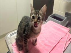 Shelter Stray Female Cat last seen FIDELITY ST, CARRBORO, 1601 Eubanks Rd, Chapel Hill, NC 27516, USA