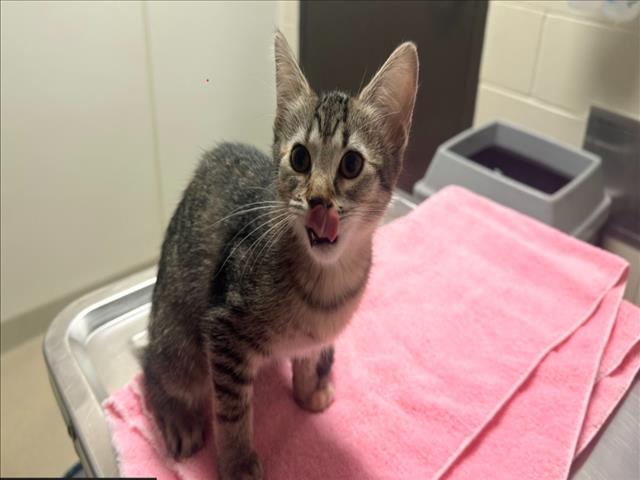 Shelter Stray Female Cat last seen FIDELITY ST, CARRBORO, 1601 Eubanks Rd, Chapel Hill, NC 27516, USA