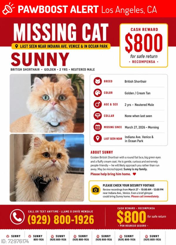 Lost Male Cat last seen 2nd street and ashland ave, Los Angeles, CA 90291