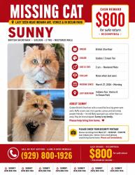 Lost Male Cat last seen 2nd street and ashland ave, Los Angeles, CA 90291