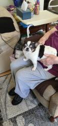 Found/Stray Male Dog last seen Delaware And  Stewart, Santa Monica, CA 90404