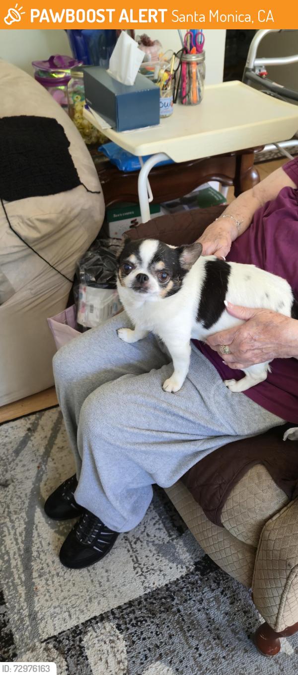 Found/Stray Male Dog last seen Delaware And  Stewart, Santa Monica, CA 90404