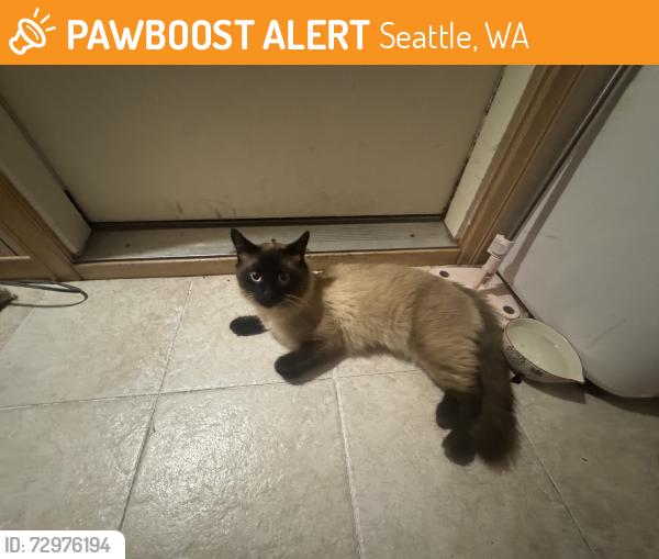 Found/Stray Male Cat last seen 8th ave, Seattle, WA 98168