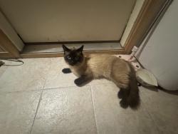Found/Stray Male Cat last seen 8th ave, Seattle, WA 98168