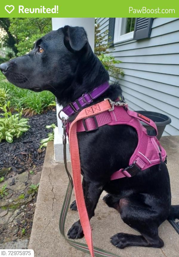 Reunited Male Dog last seen terrace and old state , Park Hills, KY 41011