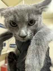 Shelter Stray Female Cat last seen TRAILSIDE WAY, Fremont, CA 94538