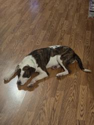 Lost Female Dog last seen Bandelier and McMahon, Albuquerque, NM 87114