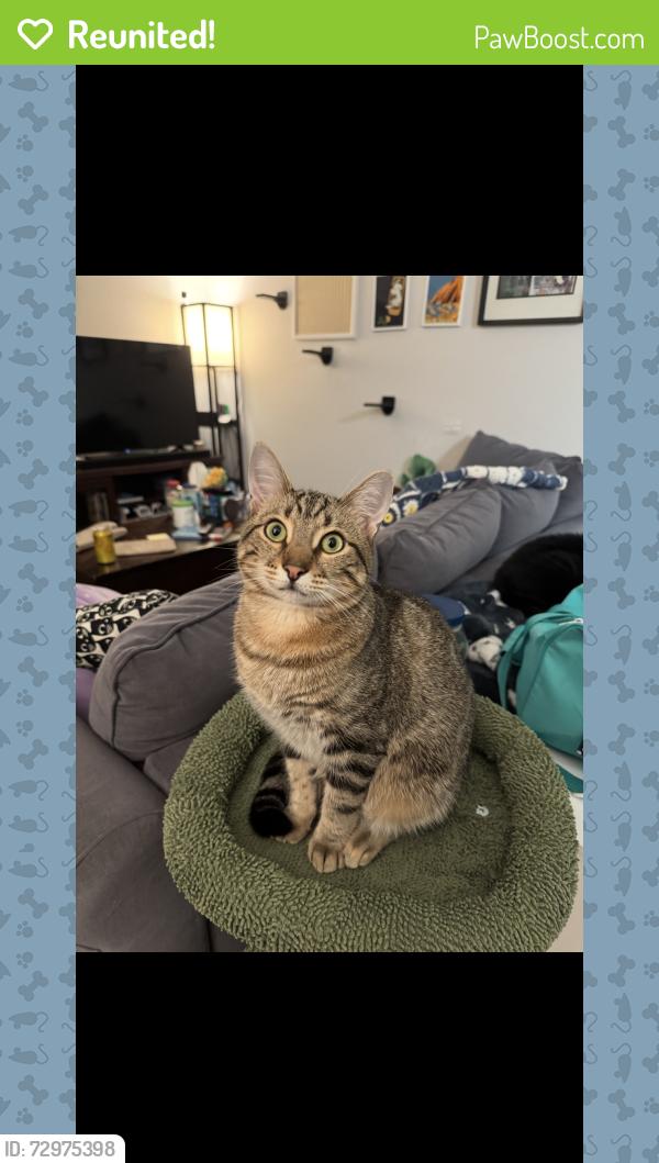 Reunited Male Cat last seen Coleman & Santa Monica , Menlo Park, CA 94025