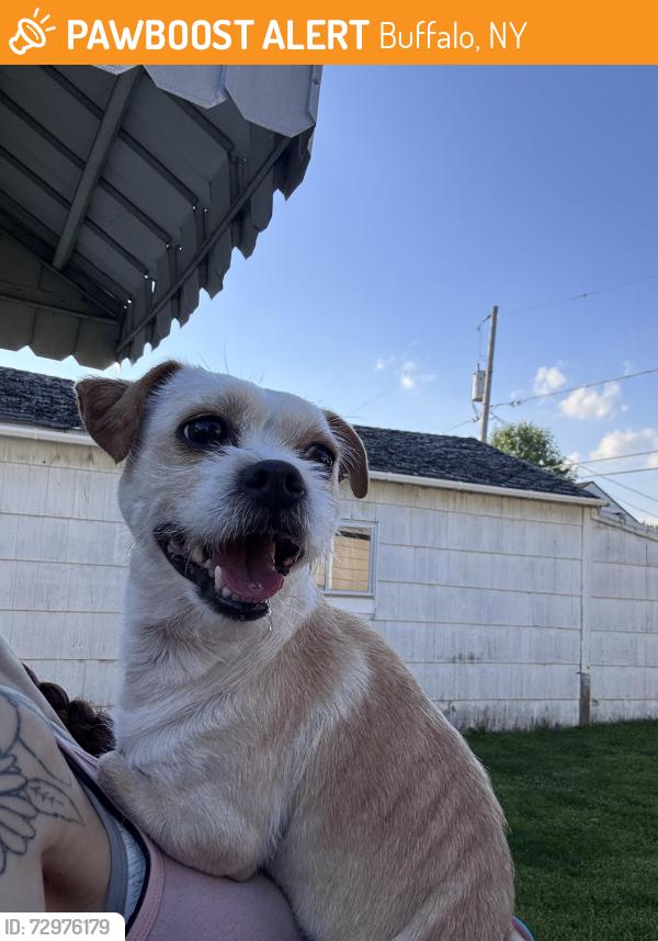 Found/Stray Male Dog last seen JH Park on Seabrook st & Vulcan Ave, Buffalo, NY 14207