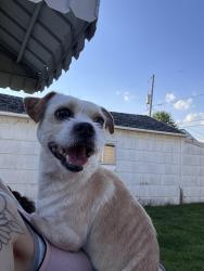 Found/Stray Male Dog last seen JH Park on Seabrook st & Vulcan Ave, Buffalo, NY 14207