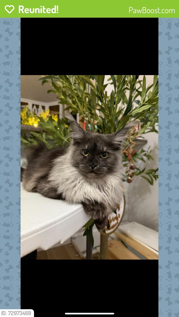 Reunited Male Cat last seen Rosewood drive , Lexington, NC 27292