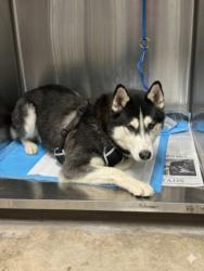 Shelter Stray Male Dog last seen , West Valley Animal Shelter, 20655 Plummer St, Chatsworth, CA 91311, USA