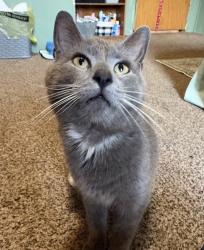 Lost Male Cat last seen deep springs church road, Peachland, NC 28133