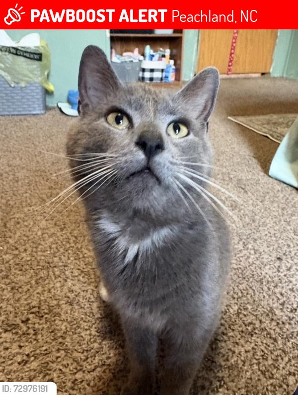 Lost Male Cat last seen deep springs church road, Peachland, NC 28133