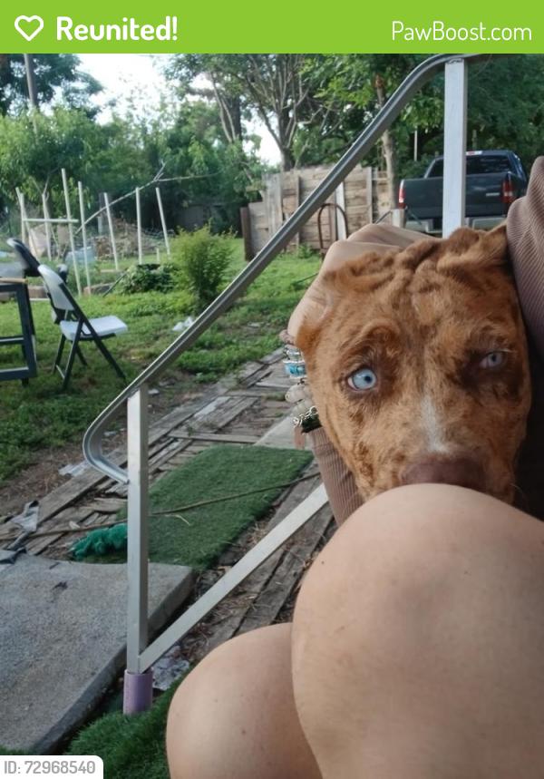Reunited Female Dog last seen Near McAllister rd, Brookshire, TX 77423