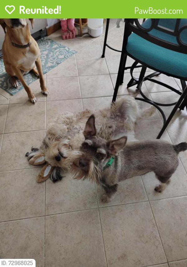 Reunited Male Dog last seen Near fountainhead dr, Fort Wayne, IN 46835